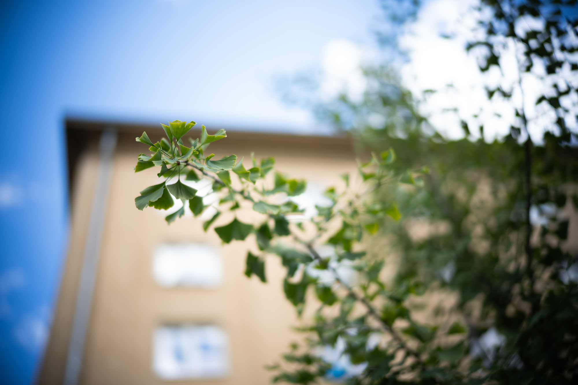 Obiektyw Voigtlander Nokton II 50 mm f/1,2 do Leica M